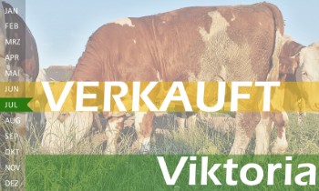 tr�chtige Fleckvieh Kalbin zu verkaufen, beweidet und ruhig